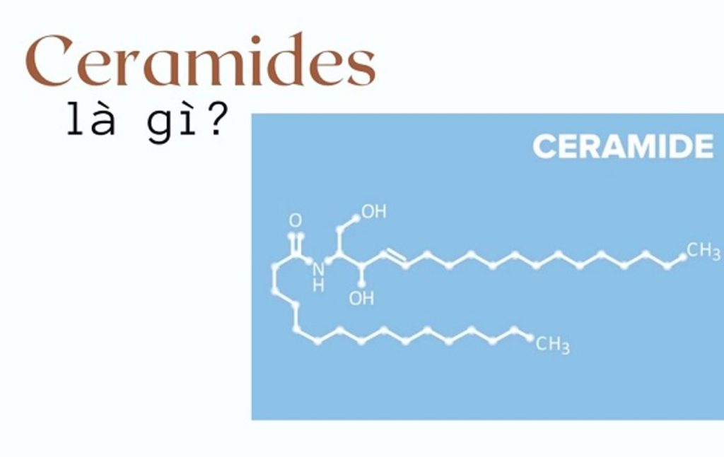 Ceramide Là Gì
